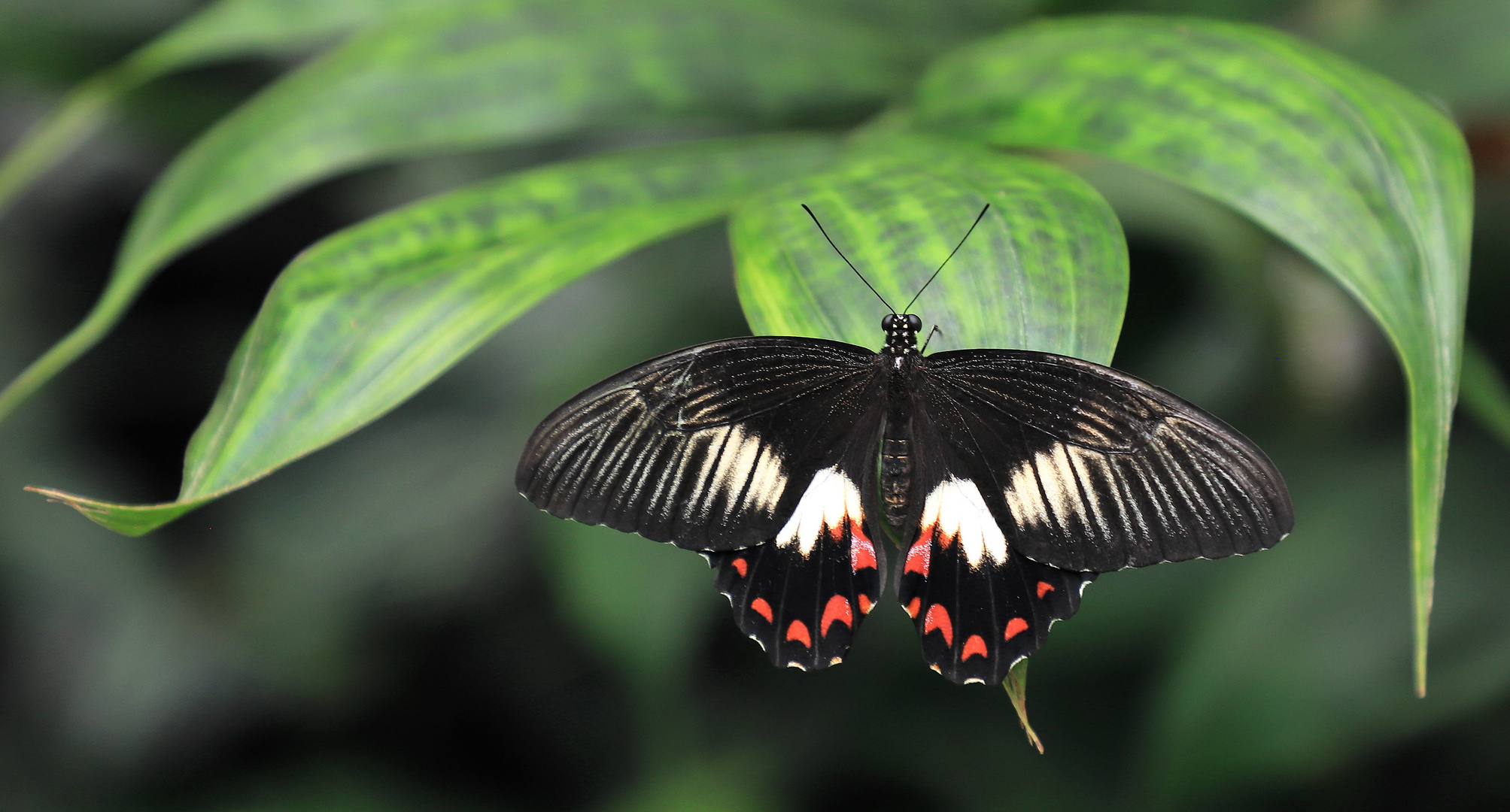 ambrax swallowtail