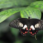 ambrax swallowtail