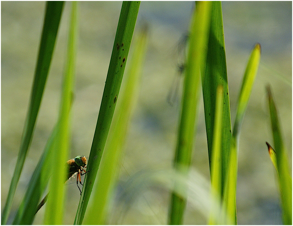 Ambush