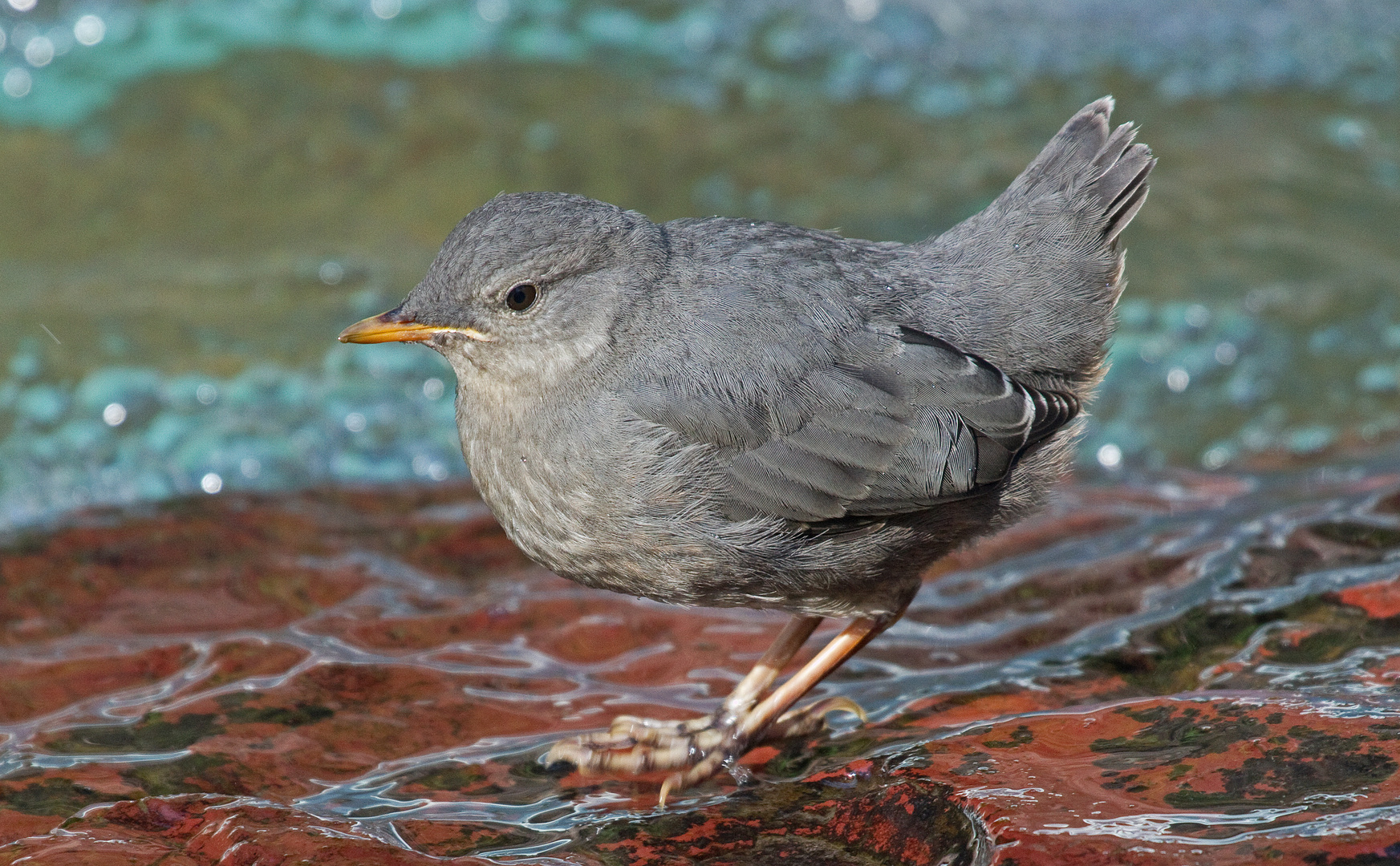 Amcerican dipper (water quzel), Wasseramsel