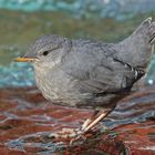 Amcerican dipper (water quzel), Wasseramsel