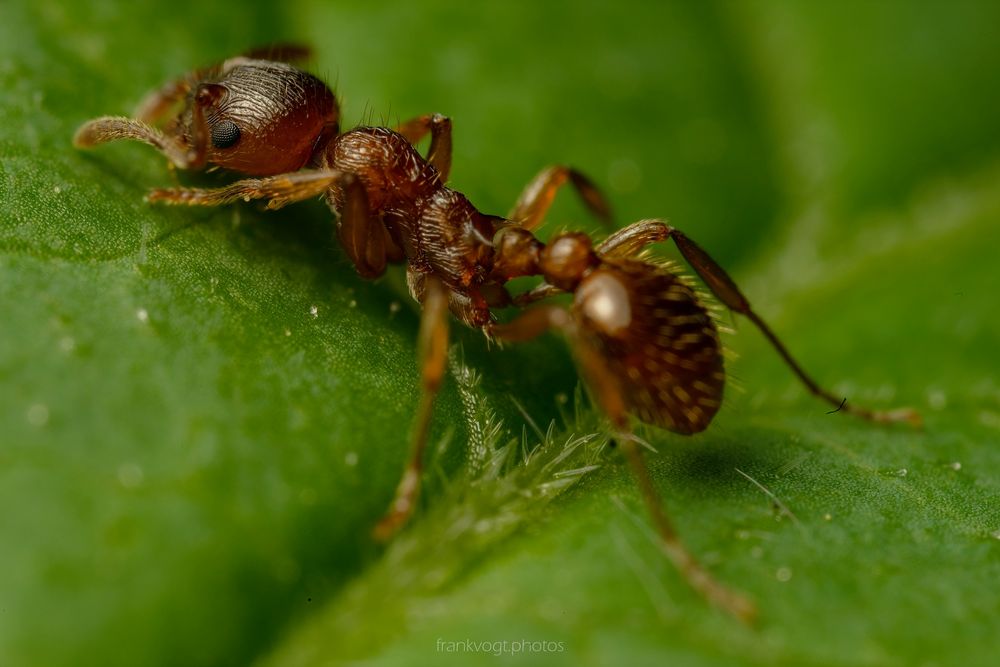 Ameise Foto & Bild tiere, wildlife, insekten Bilder auf
