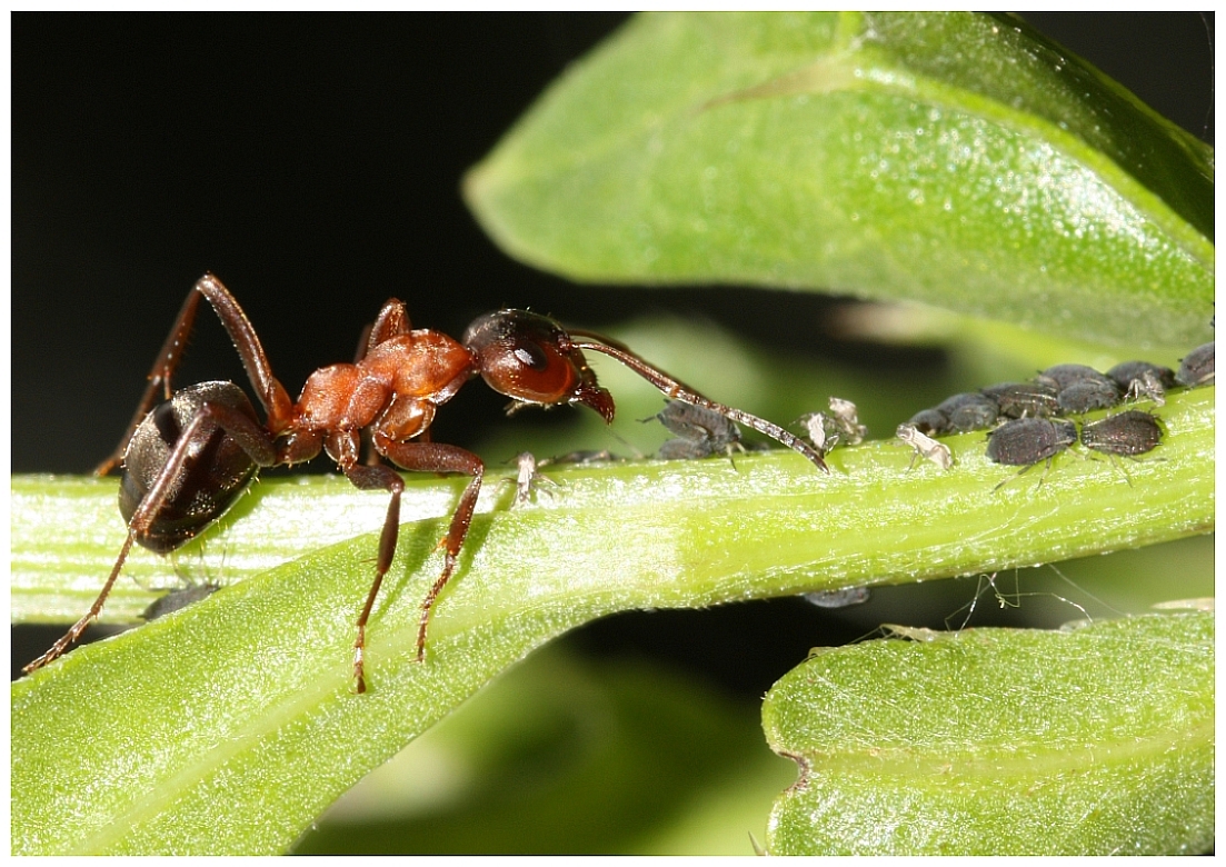 Ameise Foto & Bild tiere, wildlife, insekten Bilder auf