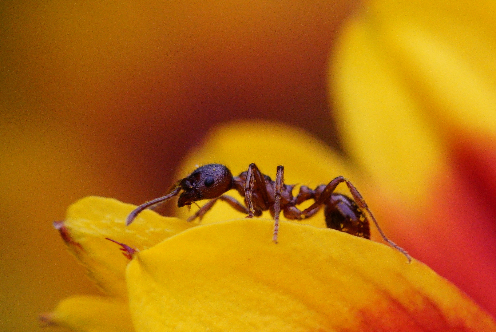 Ameise. Foto & Bild | natur, pflanzen, blüten Bilder auf fotocommunity