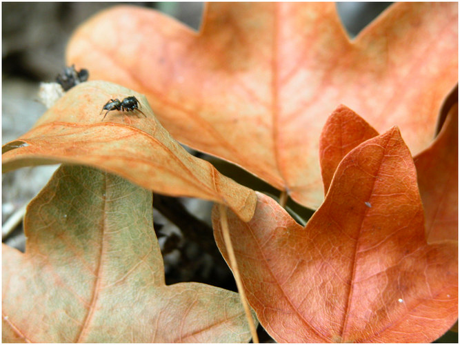 Ameise am Herbstlaub