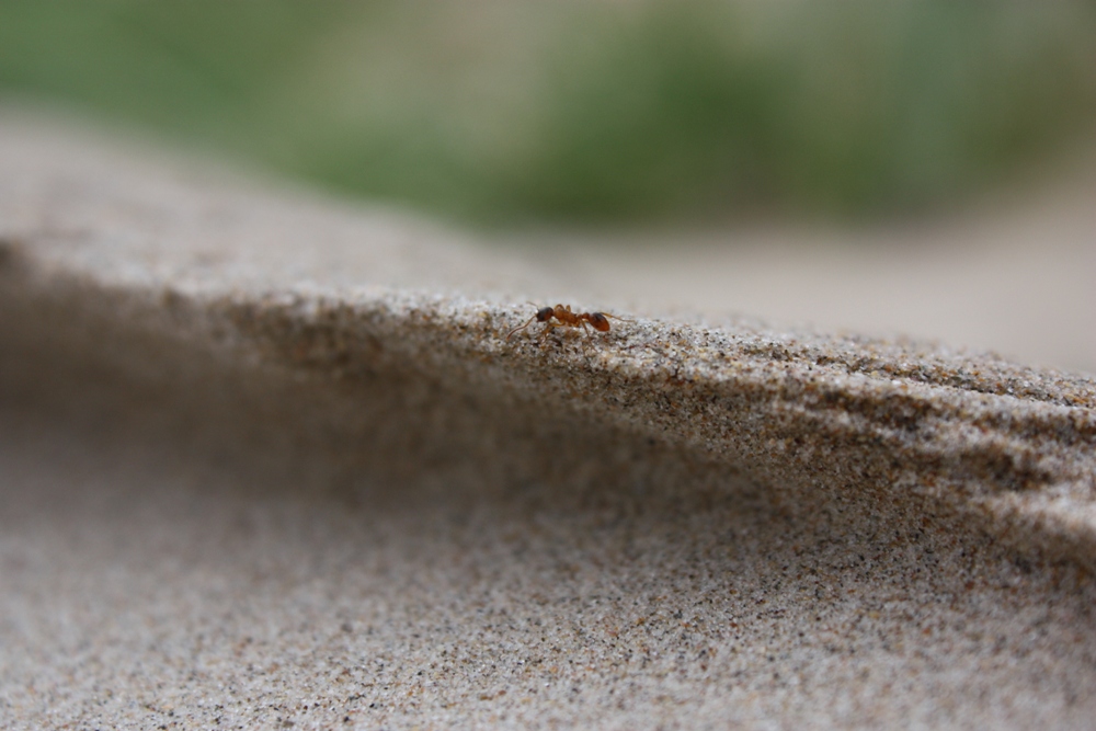 Ameise am Strand