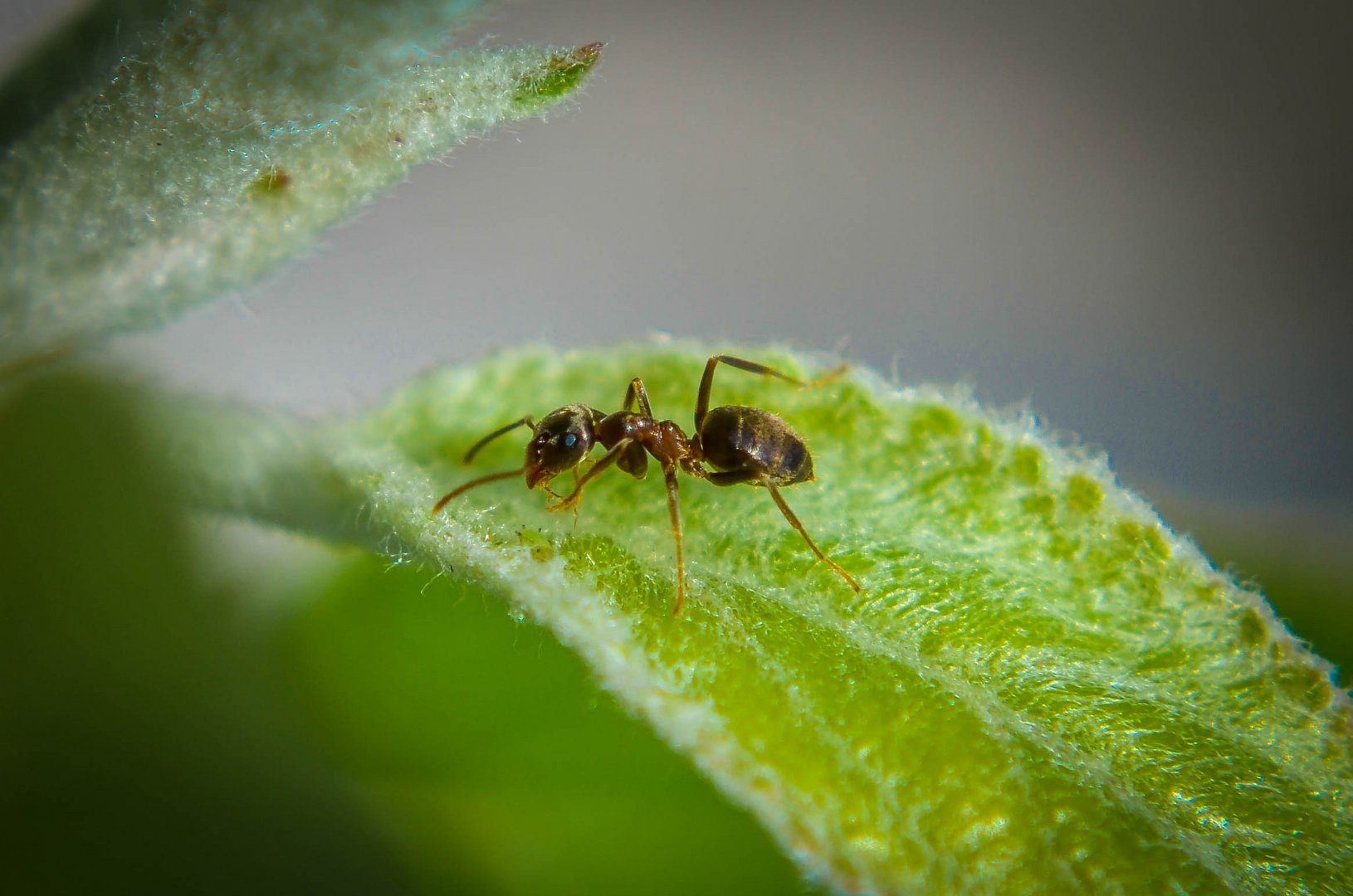 Ameise auf Blatt