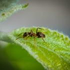 Ameise auf Blatt