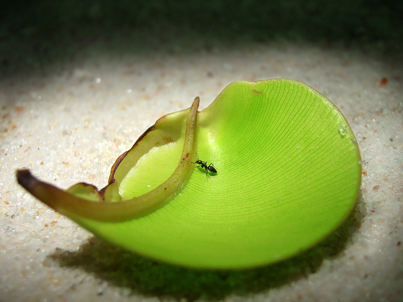 Ameise auf Blatt