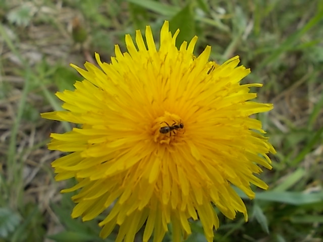 Ameise auf Blüte