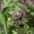 Ameise auf Blume