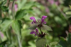 Ameise auf Blume