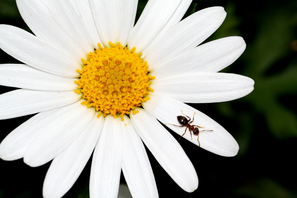 Ameise auf Blume