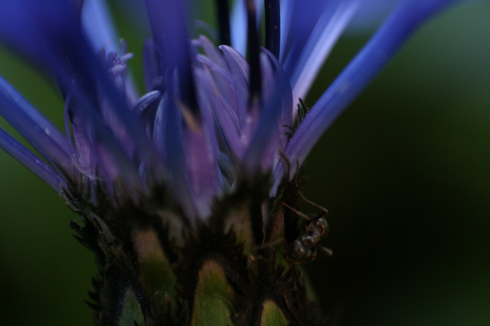 Ameise auf Blume