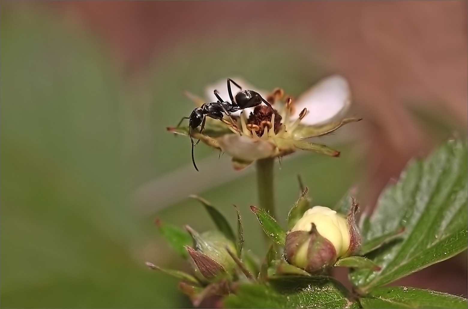 Ameise auf der Erdbeerblüte