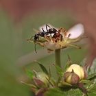 Ameise auf der Erdbeerblüte