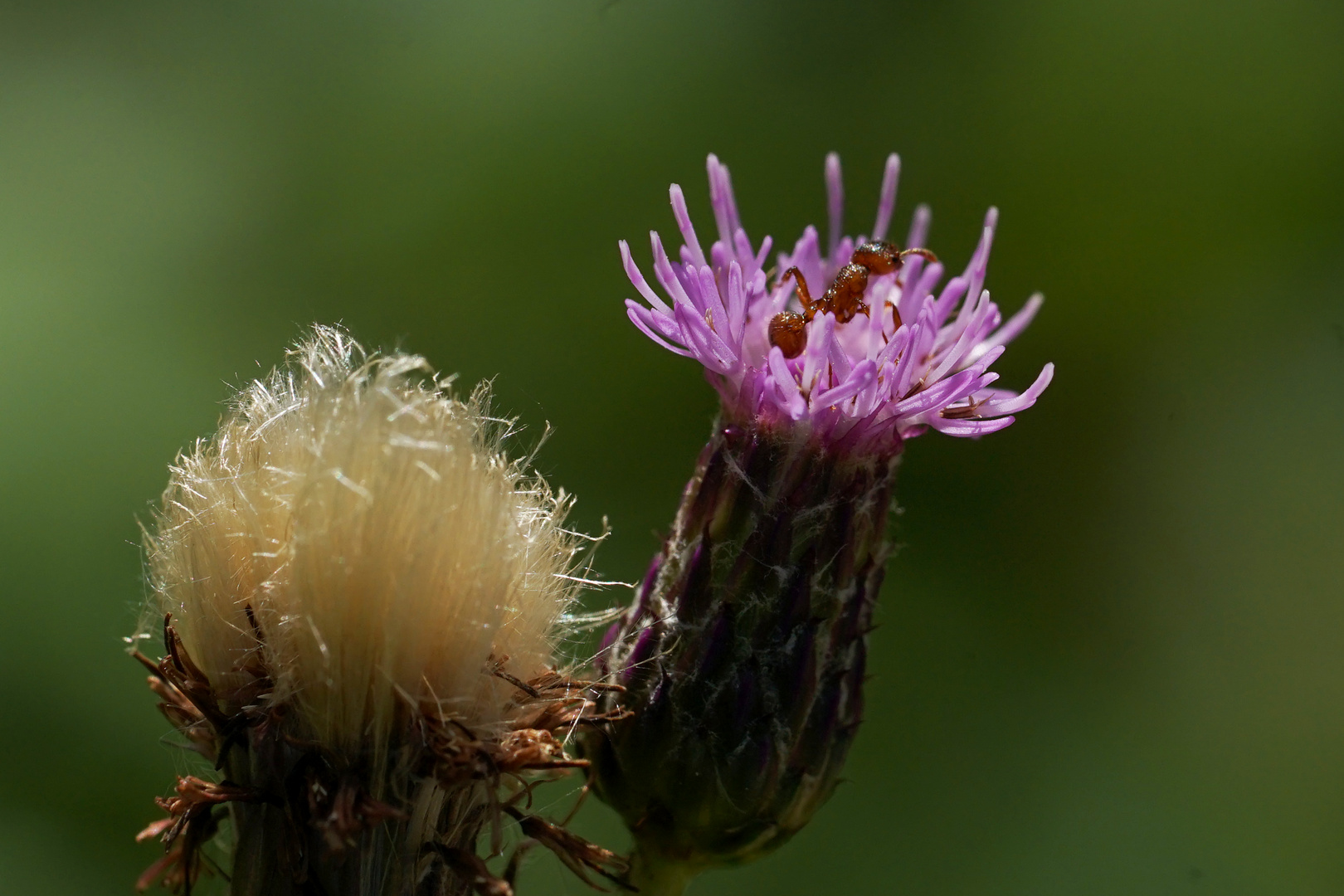 Ameise auf Distel