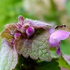 Ameise auf einer Blüte