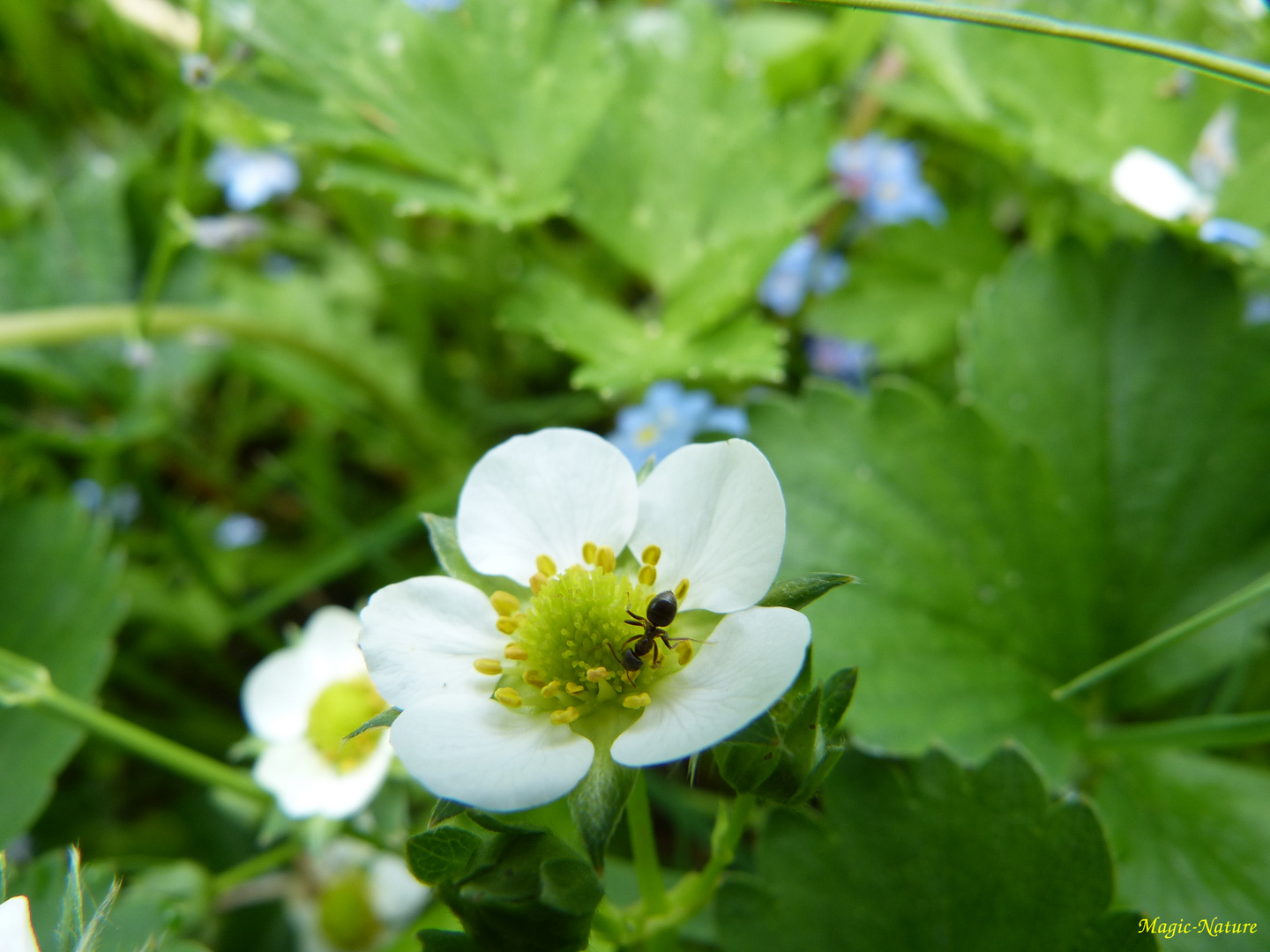 Ameise auf einer Erdbeerblüte