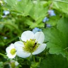 Ameise auf einer Erdbeerblüte