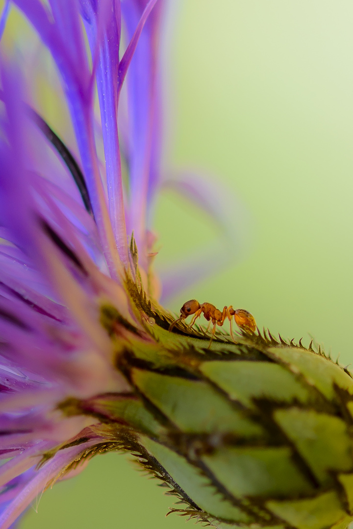 Ameise auf einer Garten Korbblume