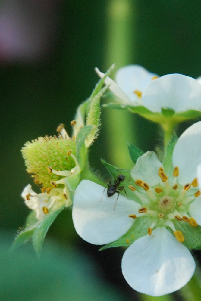 Ameise auf Erdbeerblüte