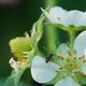 Blumen und Tiere