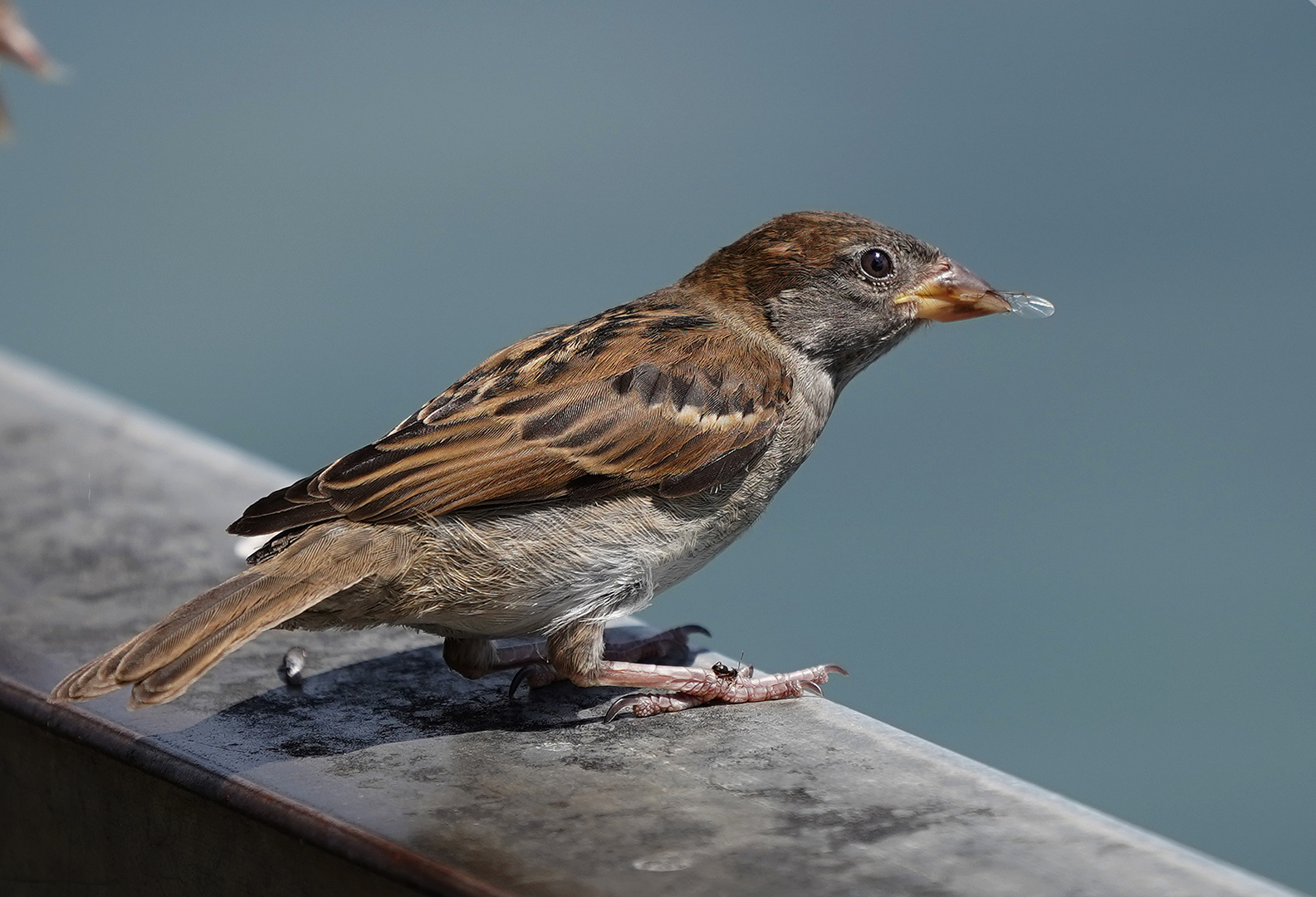 Ameise auf Fliegenfänger