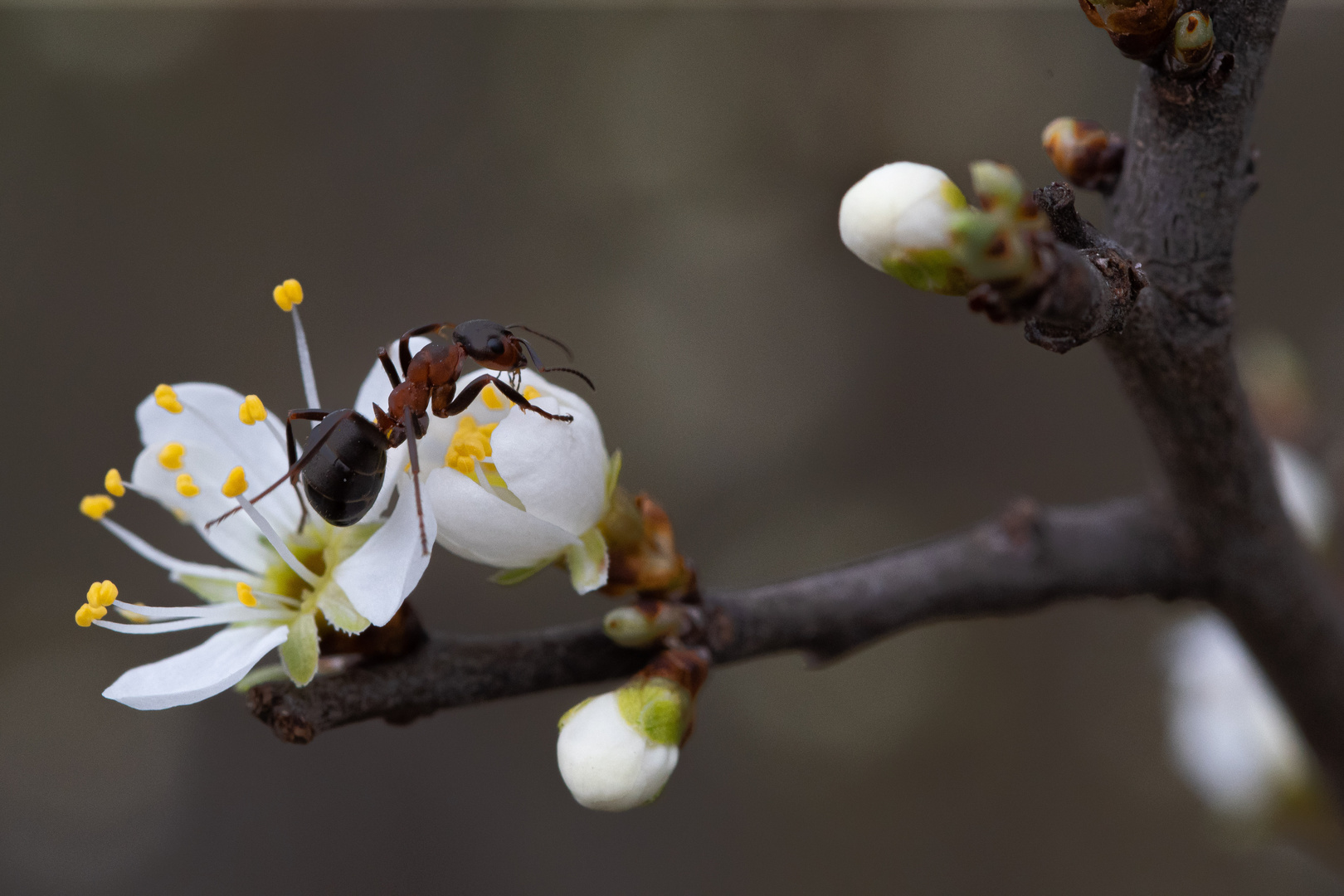 Ameise auf Frühlingsblüte