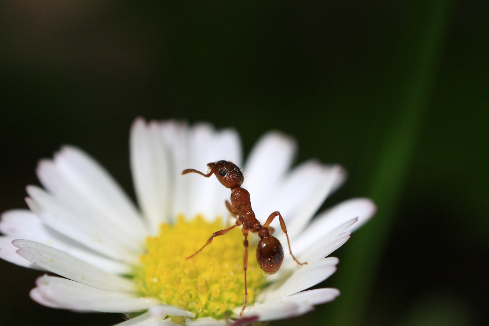 Ameise auf Gänseblümchen