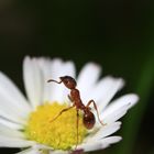 Ameise auf Gänseblümchen