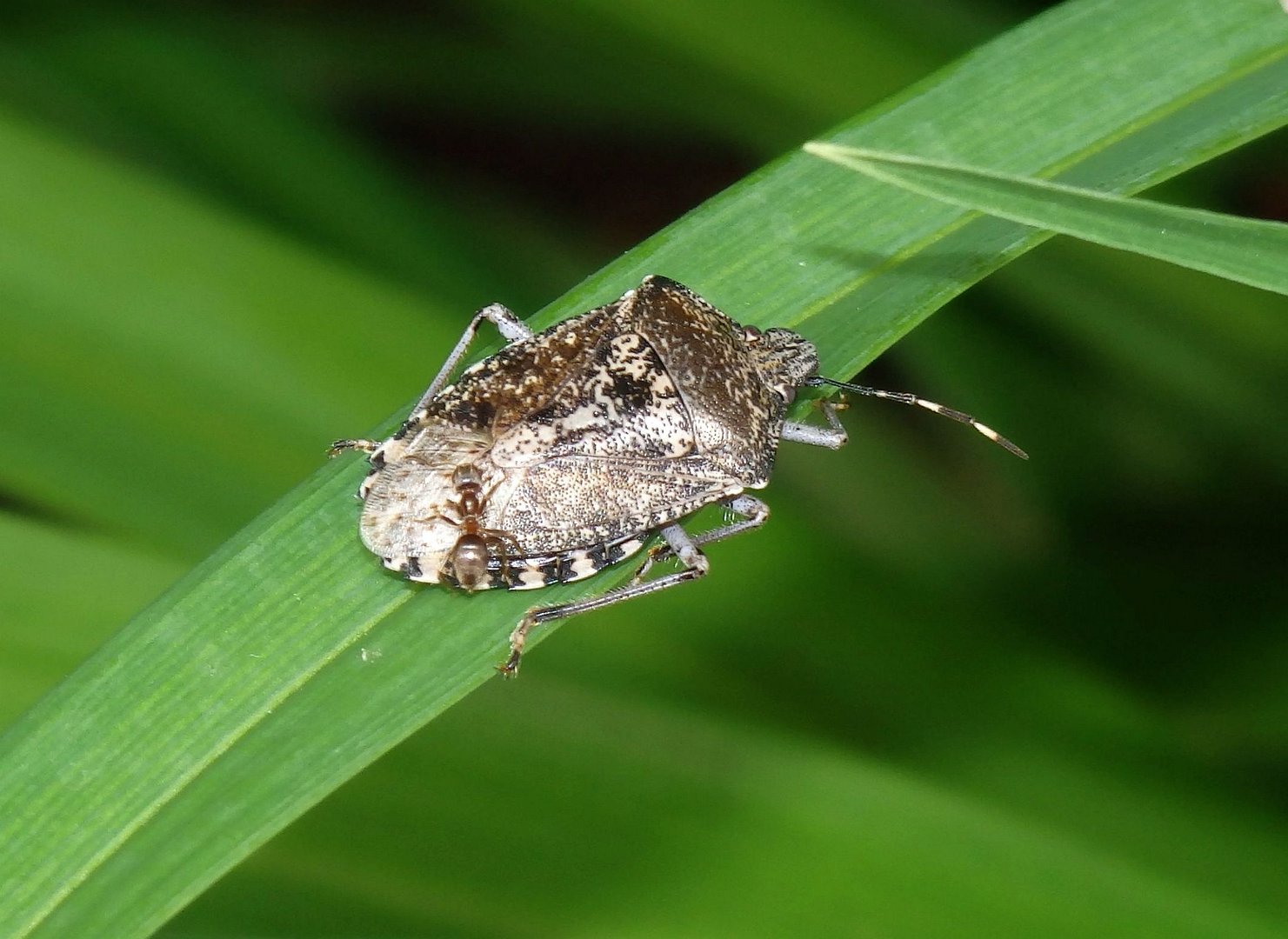 Ameise auf Grauer Gartenwanze (Rhaphigaster nebulosa)