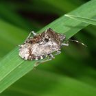 Ameise auf Grauer Gartenwanze (Rhaphigaster nebulosa)