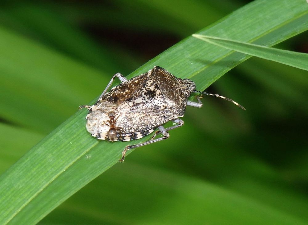 Ameise auf Grauer Gartenwanze (Rhaphigaster nebulosa)