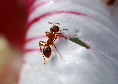 Ameise auf Hibiskusblüte