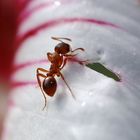 Ameise auf Hibiskusblüte