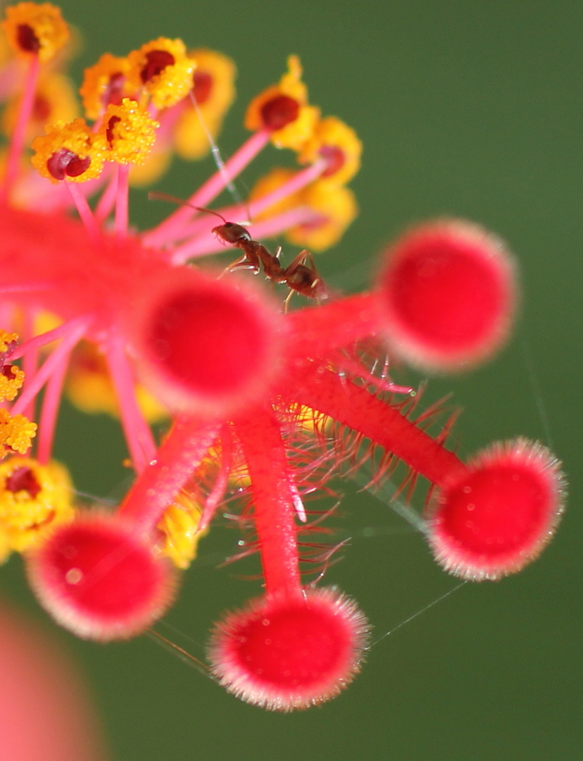 Ameise auf Hibiskusblüte