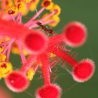 Ameise auf Hibiskusblüte