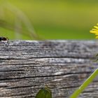 Ameise auf ihrem Heimweg nach getaner Arbeit