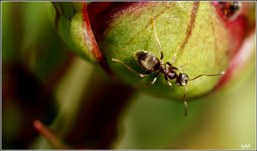 Ameise auf Pfingstrosenblüte...