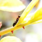 Ameise auf Rosentrieb Makro