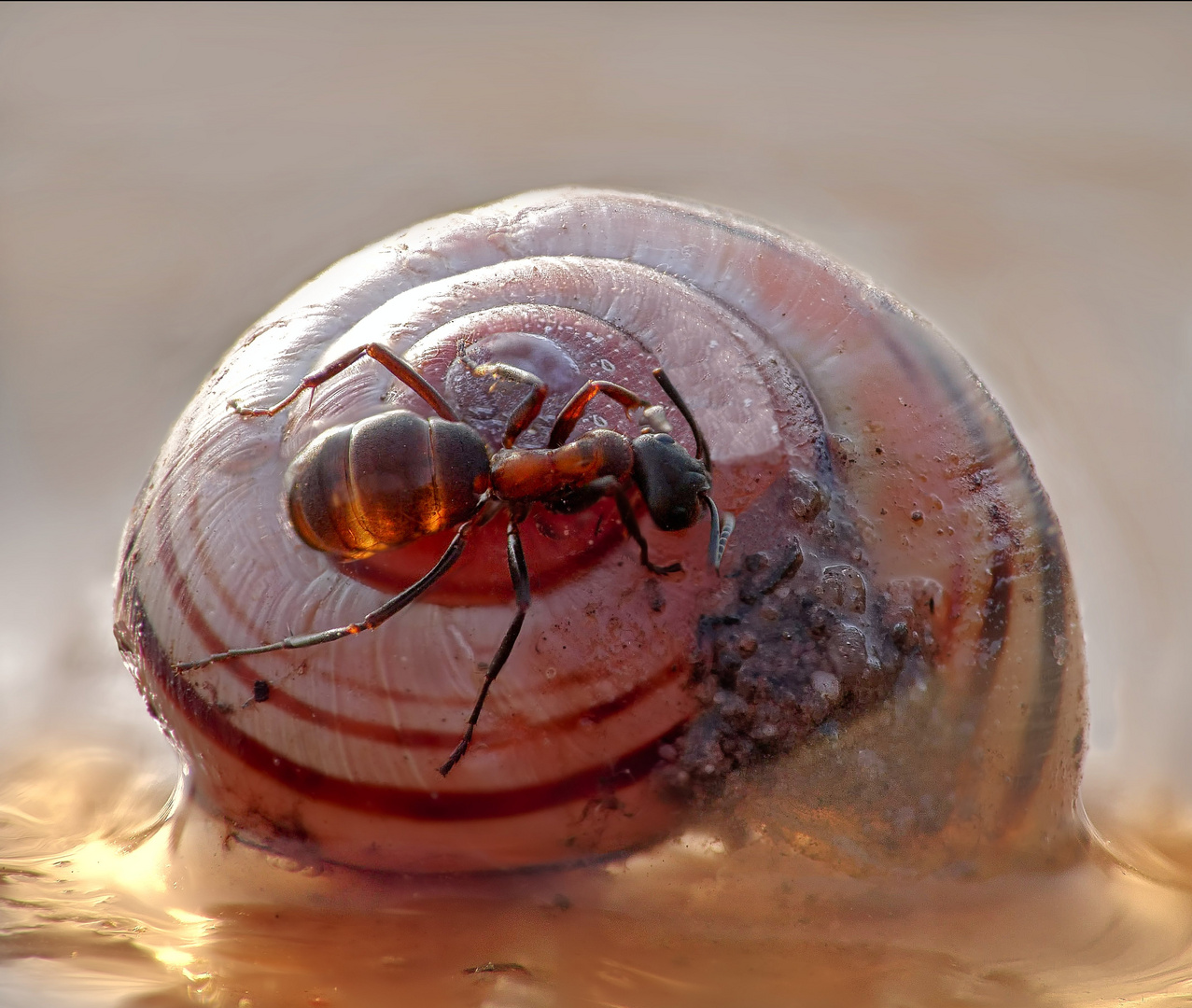 Ameise auf Schnecke