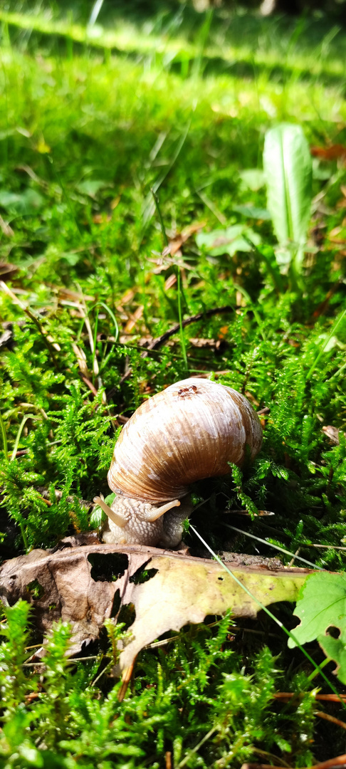 Ameise auf Schnecke