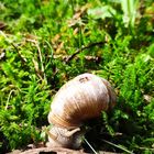 Ameise auf Schnecke