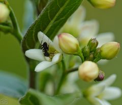 Ameise auf Schwalbenwurz