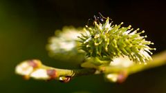 Ameise auf Weidenblüte