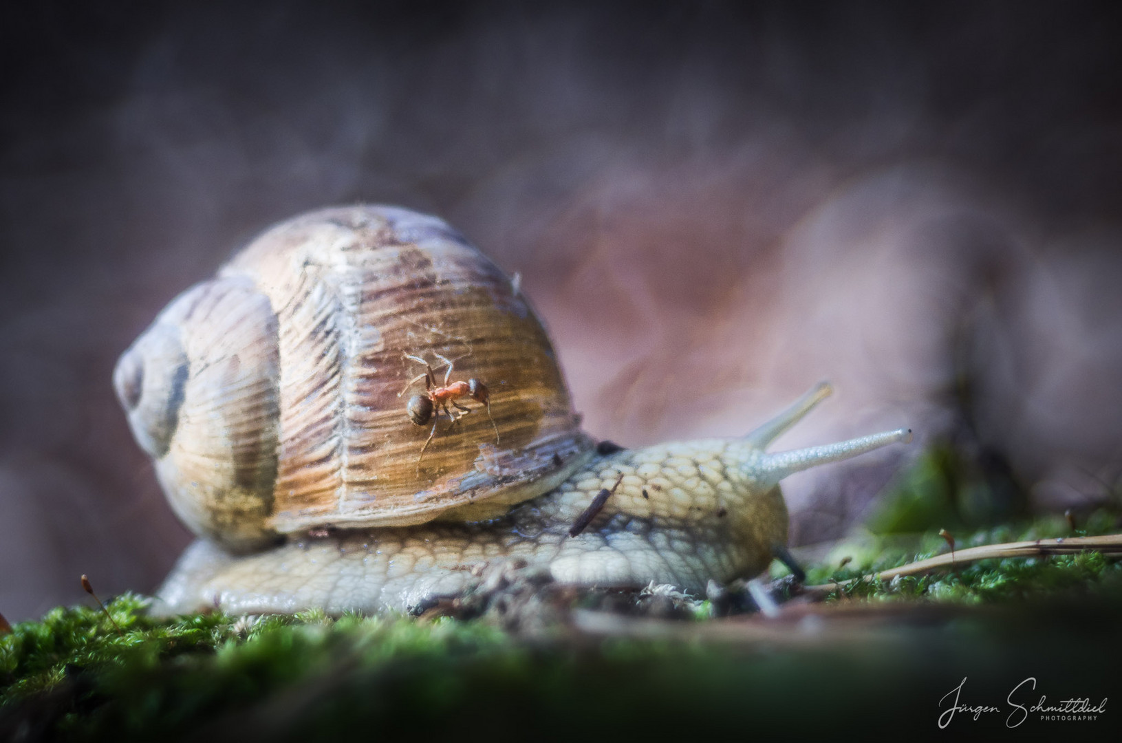 Ameise auf Weinbergschnecke