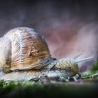 Ameise auf Weinbergschnecke