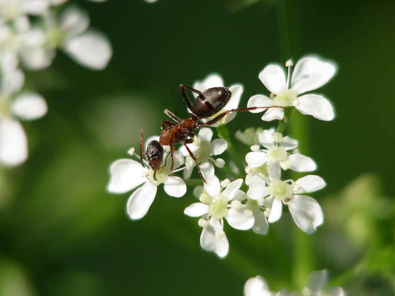 Ameise auf Wiesenkerbel