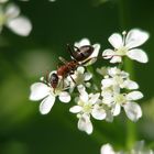 Ameise auf Wiesenkerbel